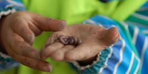 förskola russet västerås önsta gryta